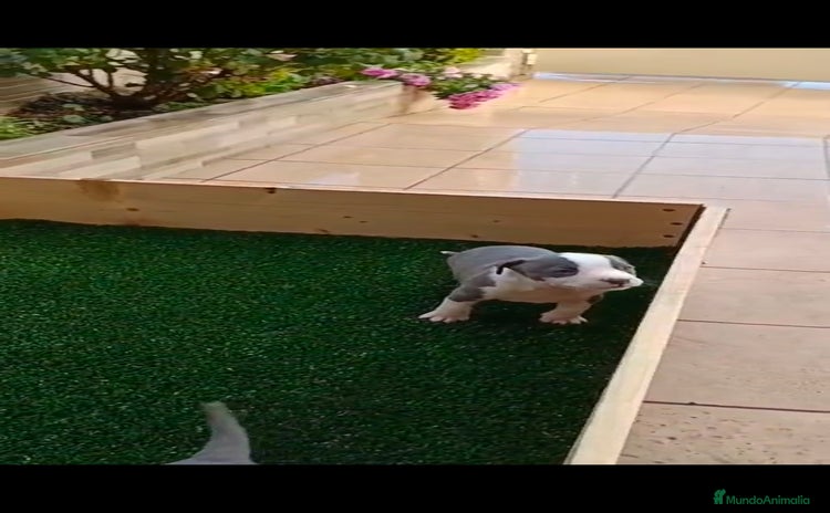 American Staffordshire-Terrier perros American estanford  - Anuncio 2