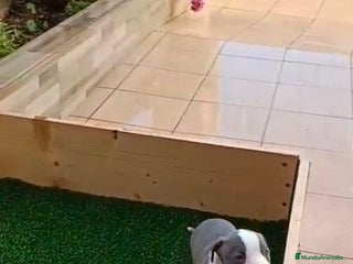 American Staffordshire-Terrier perros American estanford - Anuncio 2