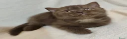 Británico de Pelo Corto gatos en venta: SE VENDE GATITA BRITISH SHORTAIR - Anuncio 4