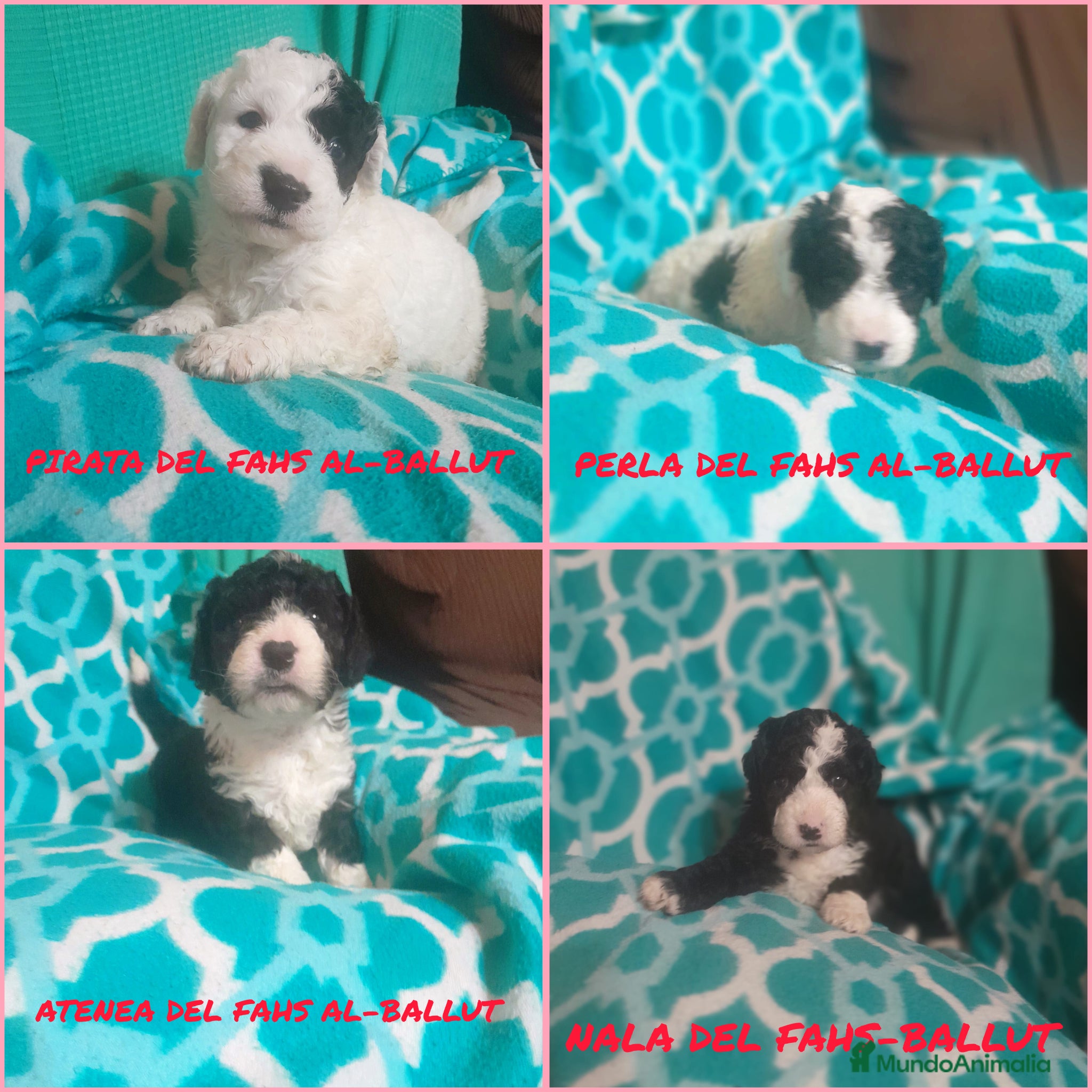 Perro de Agua Español perros PERROS DE AGUA ESPAÑOL - Anuncio 1