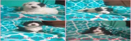 Perro de Agua Español perros en venta: PERROS DE AGUA ESPAÑOL - Anuncio 10