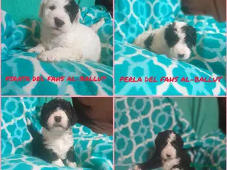 Perro de Agua Español perros PERROS DE AGUA ESPAÑOL - Anuncio 1