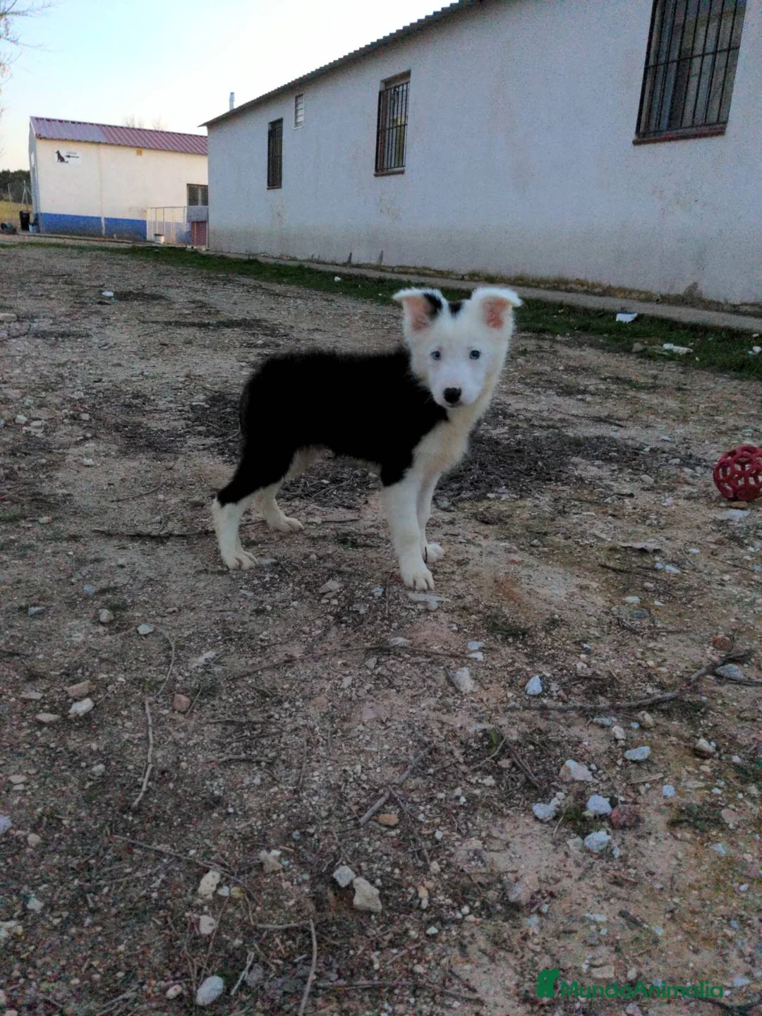 Border Collie perros en venta: Camada de border collie - Anuncio 7