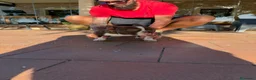 American Bully perros en venta: CACHORRITAS AMERICAN BULLY MICRO 7 MESES  en Madrid - Anuncio 14