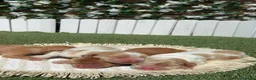 Cocker Spaniel Inglés perros en venta: COCKER SPANIEL INGLES - Anuncio 2