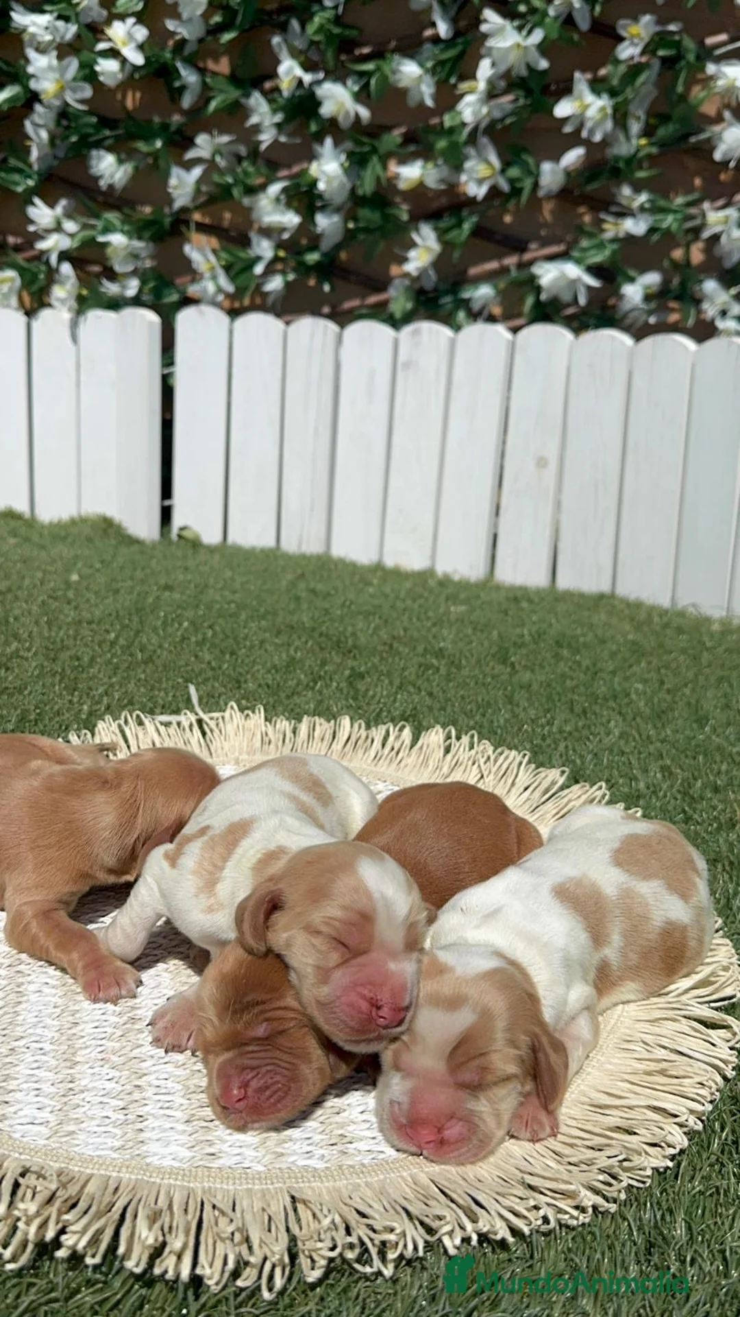 Cocker Spaniel Inglés perros en venta: COCKER SPANIEL INGLES - Anuncio 2