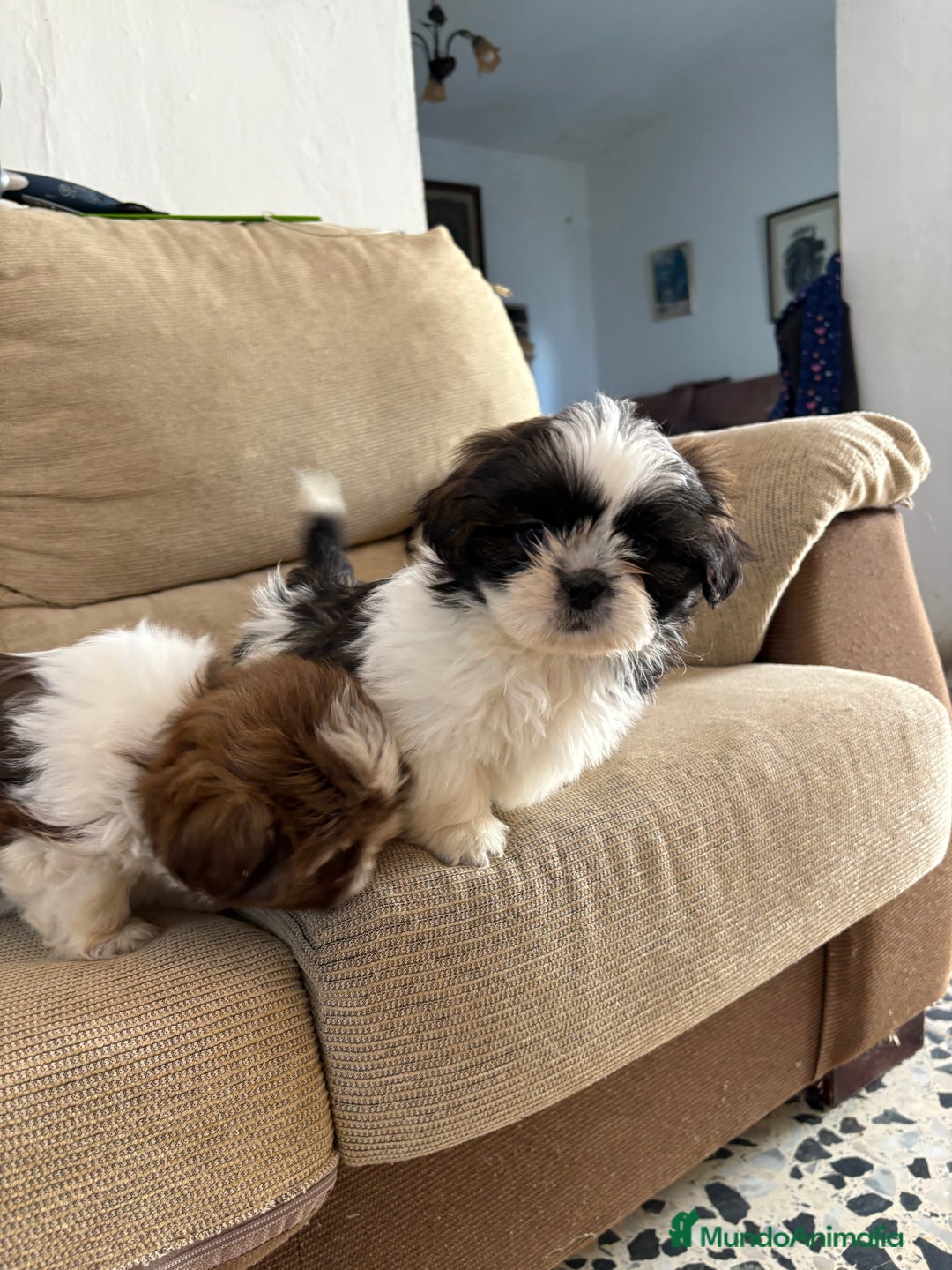 Shih Tzu perros en venta: Cachorritos de Shih-Ztu  - Anuncio 2