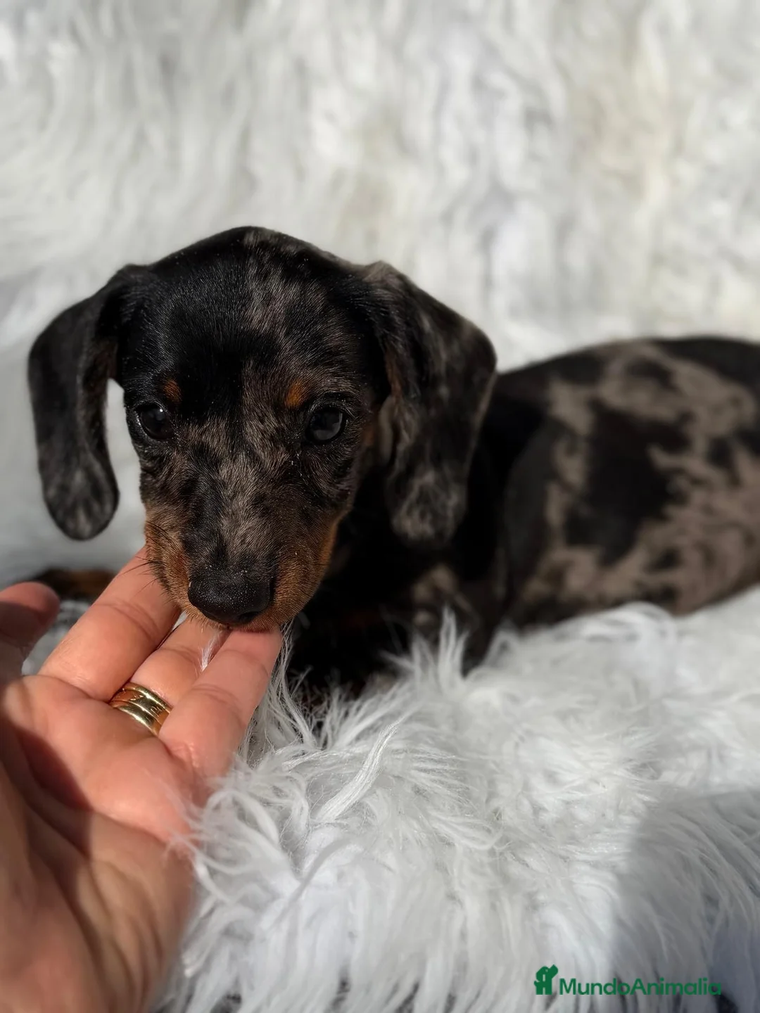 Teckel Miniatura perros en venta: Teckel hembra arlquin plata - Anuncio 2