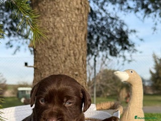 Labrador Retriever perros en Asturias - Anuncio 7