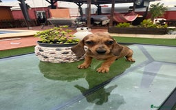 Teckel perros en venta: Teckel kanichen y mini - Imagen 1