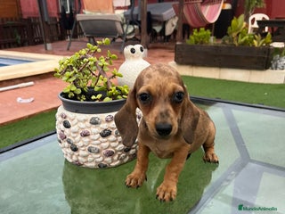 Teckel perros - Anuncio 3