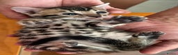 Bengalí gatos en venta: Bengalíes  en Cáceres - Anuncio 5