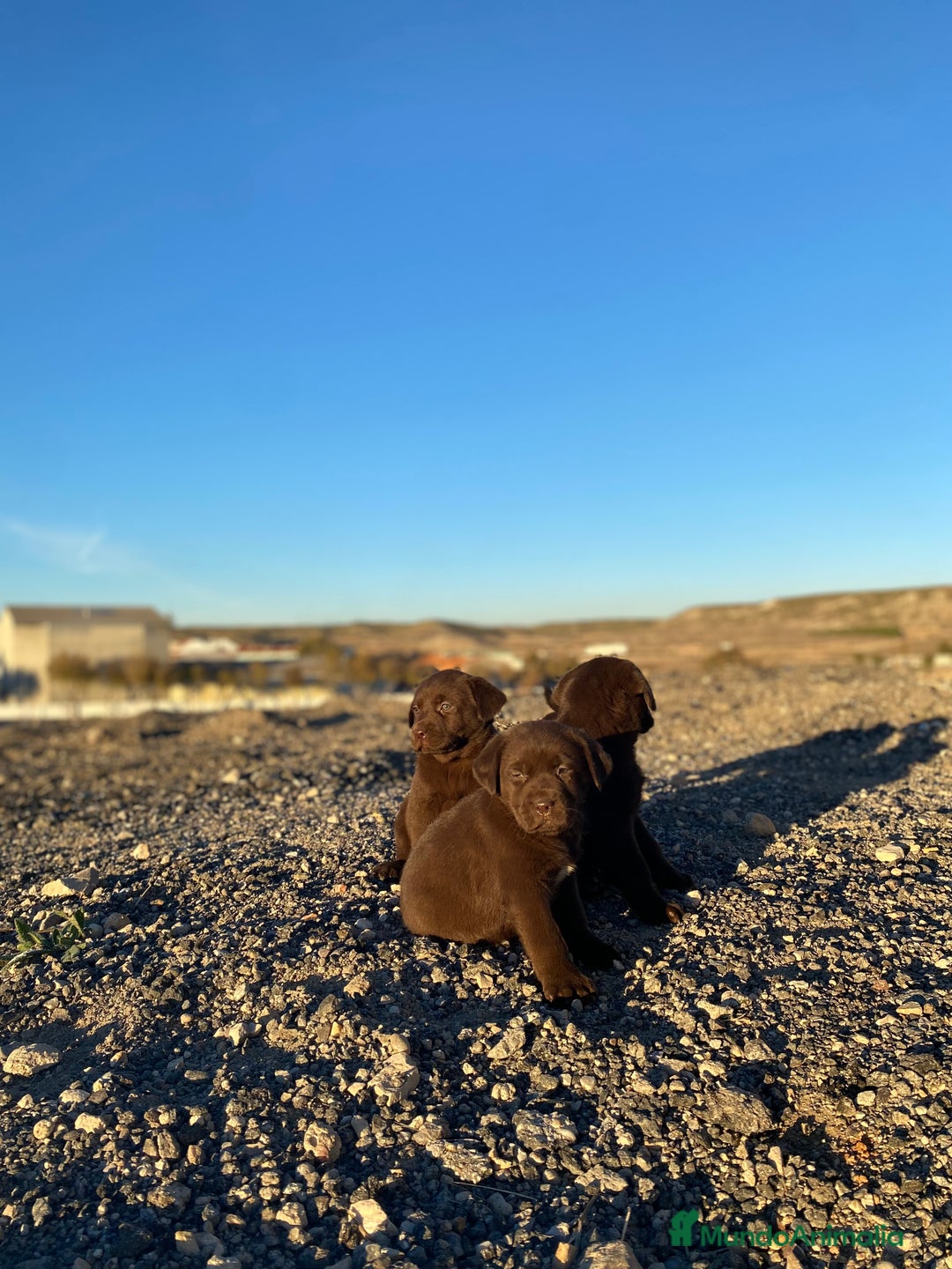 Labrador Retriever perros en venta: Cachorros de Labrador Retriever chocolates - Anuncio 5