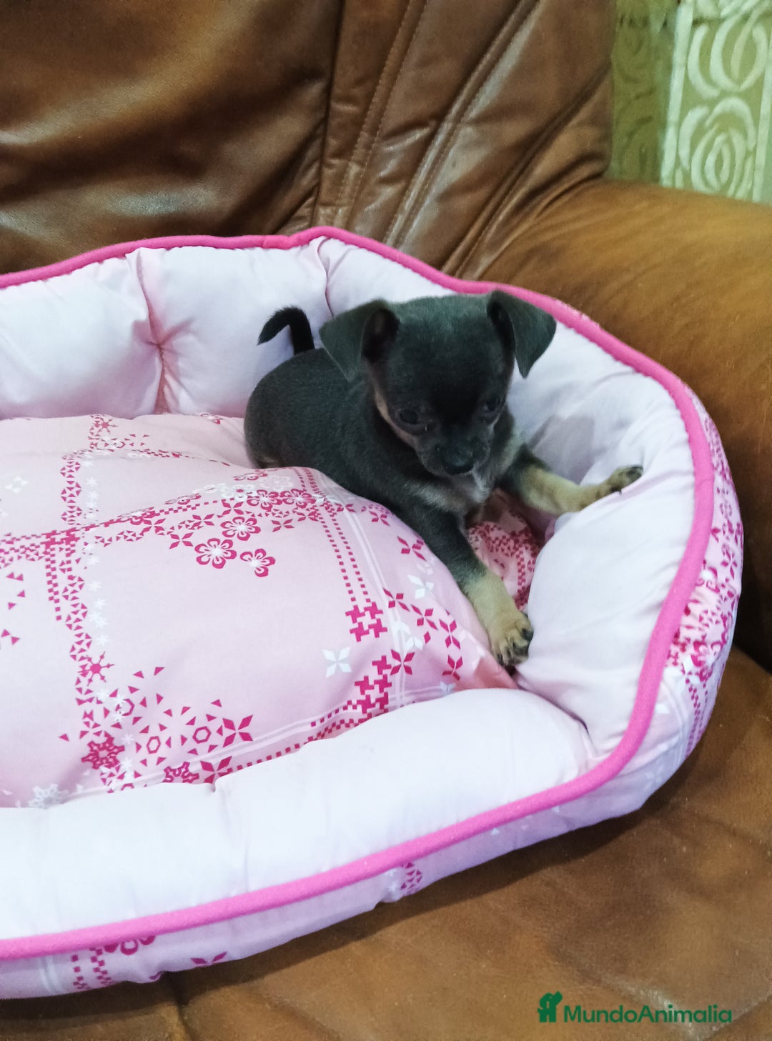 Chihuahua perros en venta: CHIHUAHUA TOY  - Imagen 6