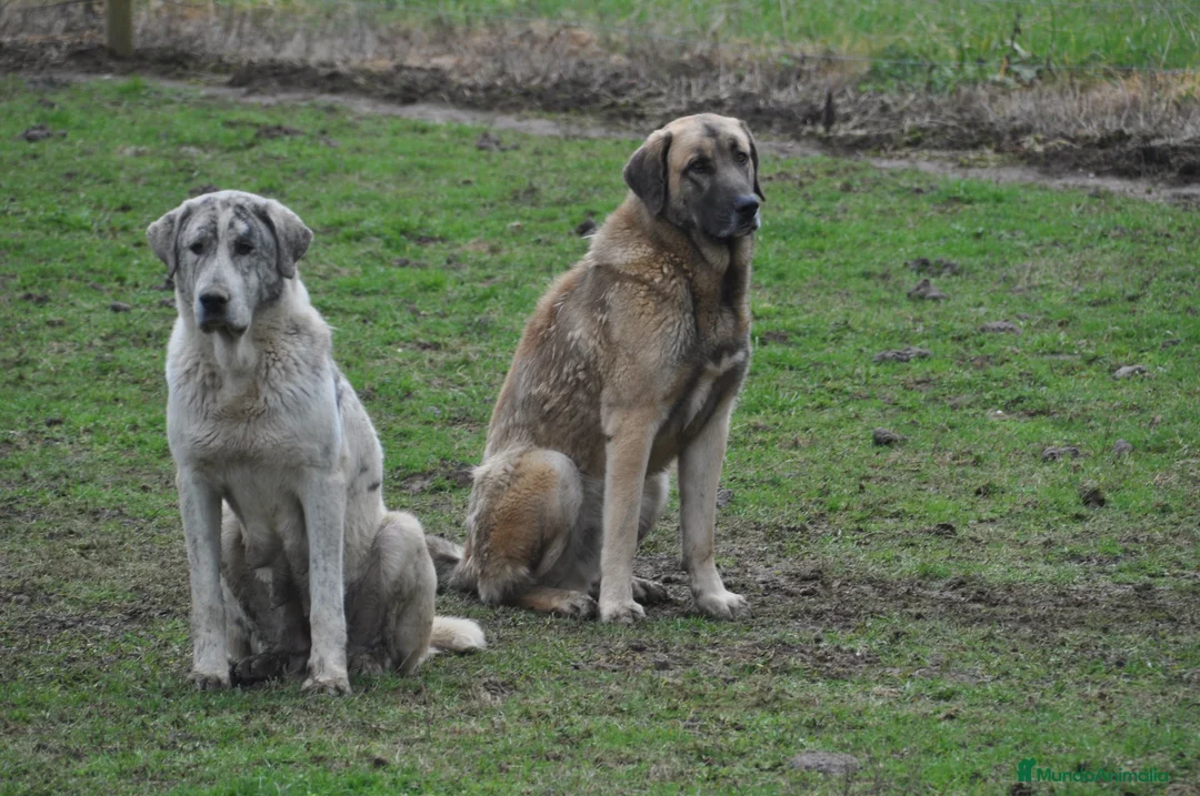 Mastín Español perros en venta: Mastín Español Tradicional Ganero - Anuncio 3