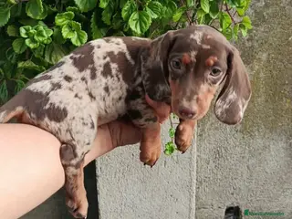 Teckel Miniatura perros Teckel miniatura - Anuncio 1