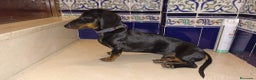 Teckel Miniatura perros en venta: Teckel mini arlequín plata  - Anuncio 4
