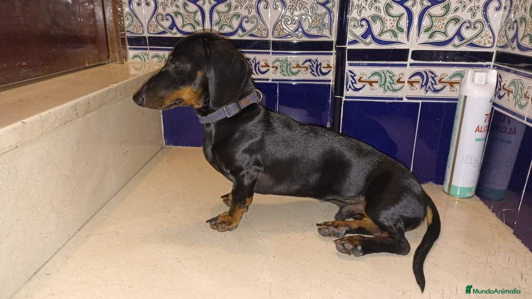 Teckel Miniatura perros en venta: Teckel mini arlequín plata  - Anuncio 4