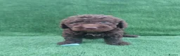 Perro de Agua Español perros en venta: Perro de agua Español  - Anuncio 4