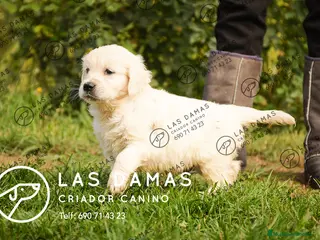 Golden Retriever perros GOLDEN RETRIEVER PRÓXIMA CAMADA - Anuncio 3