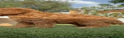 Caniche Enano perros en venta: CANICHE ENANO - Anuncio 13
