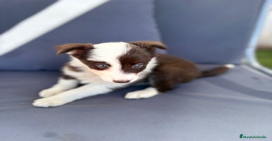 Border Collie perros - Propaganda 3