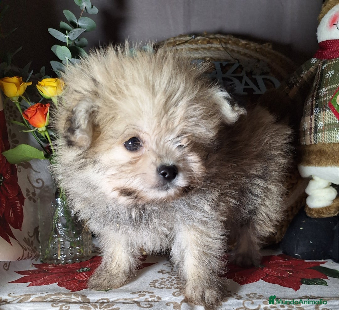 Raza Mixta perros en venta: MALTIPOO  - Anuncio 3
