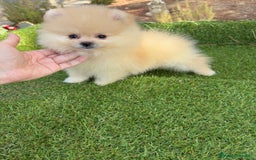 Pomerania perros en venta: Pomerania listos para entregar!!! - Imagen 7