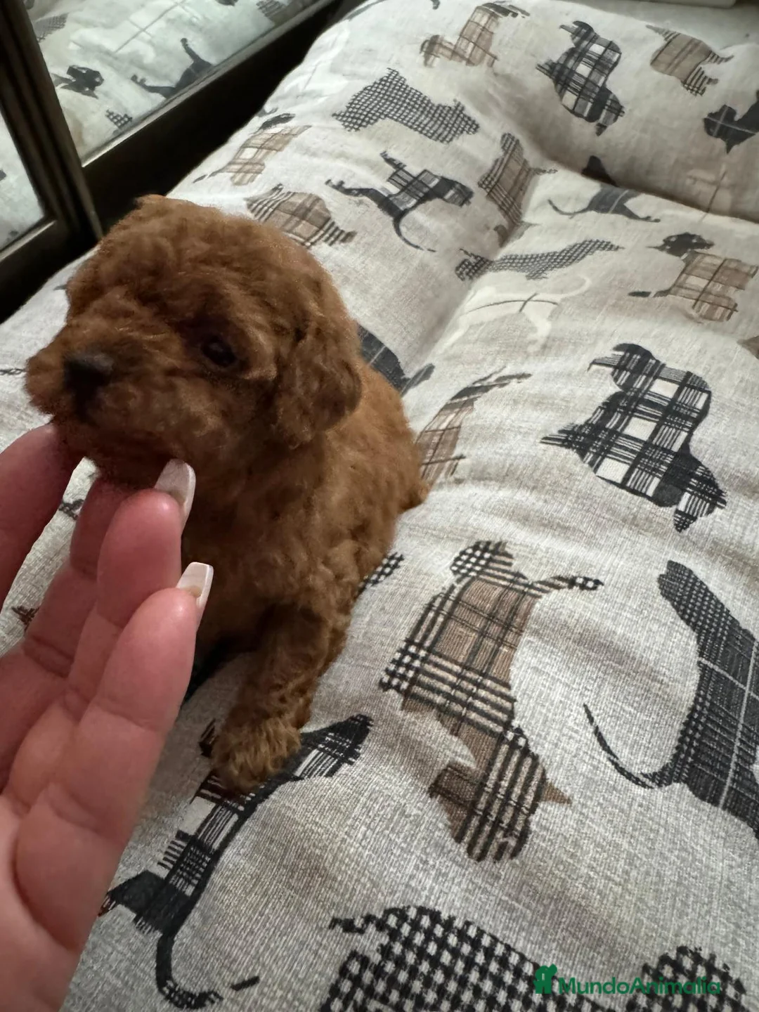 Caniche Toy perros en venta: Caniche toy  rojos y apricot - Anuncio 1