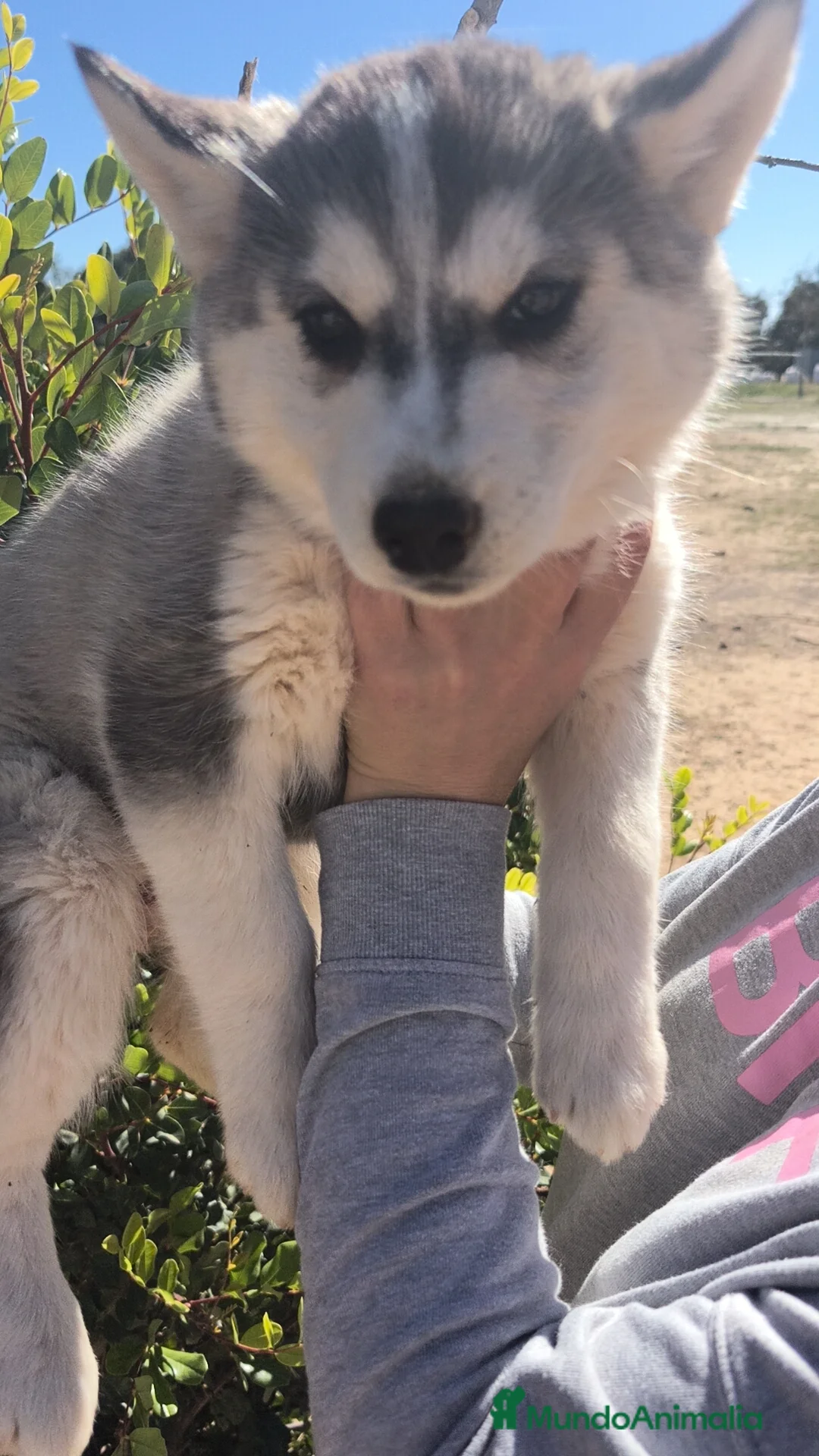 Husky Siberiano perros en venta: Husky SIBERIANO  - Anuncio 4