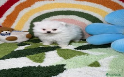Pomerania perros en venta: Pomerania Blanco Puro - Imagen 9