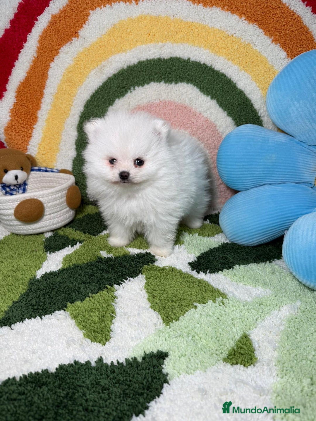 Pomerania perros en venta: Pomerania Blanco Puro - Imagen 9