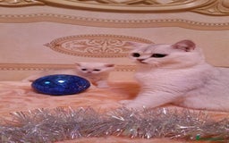 Scottish Straight gatos en venta: Scottish straight - Imagen 13