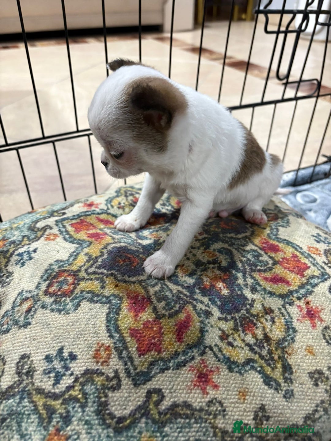 Chihuahua perros en venta: Chihuahua mini toy tricolor  - Anuncio 2