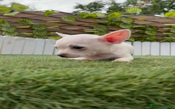 Chihuahua perros en venta: CHIHUAHUA HEMBRA BLANCA - Imagen 4