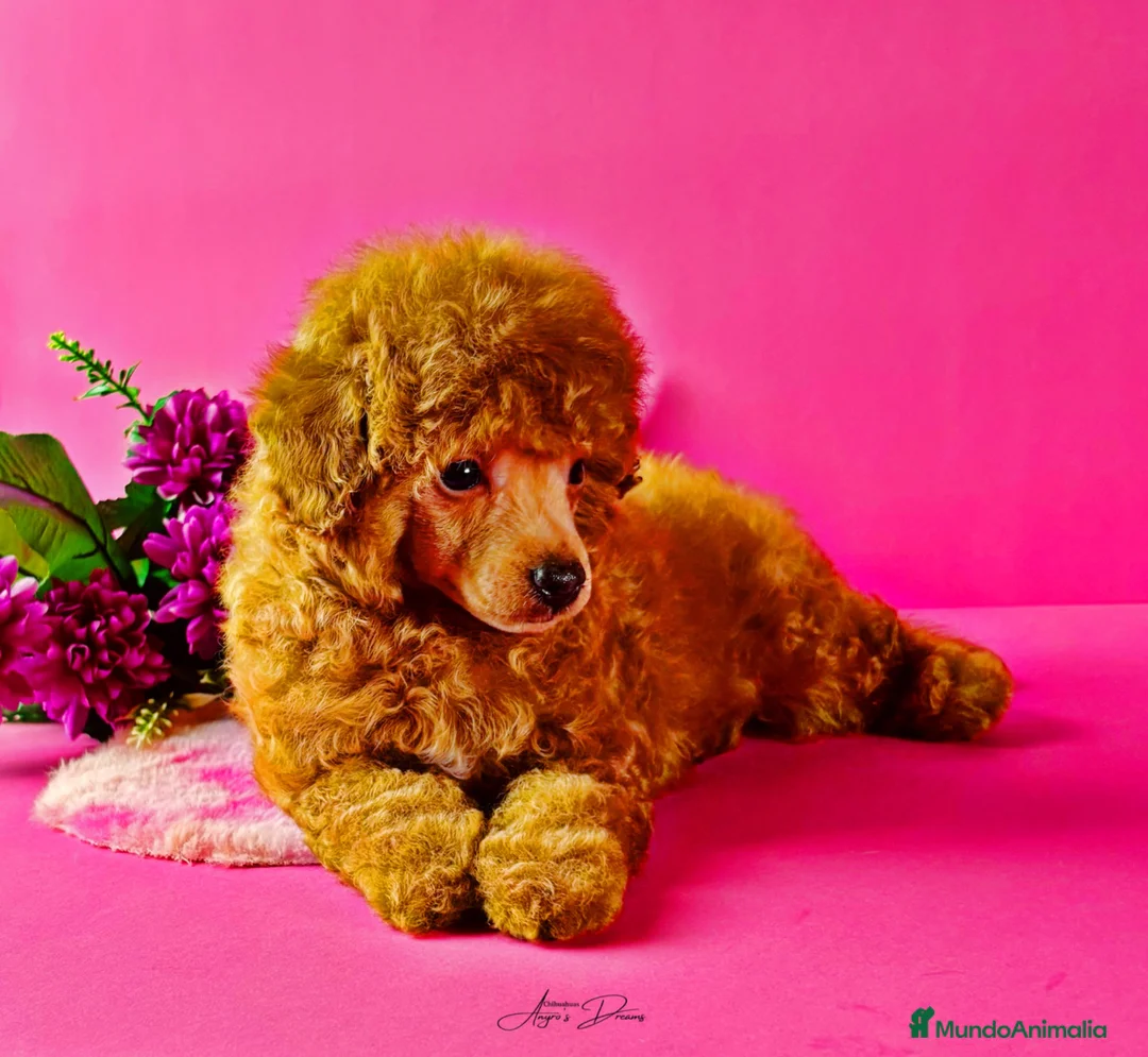 Caniche Toy perros en venta: Caniche Toy - Anuncio 2