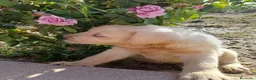 Labrador Retriever perros en venta: Labrador retriever dorado disponible  en Huelva - Anuncio 4