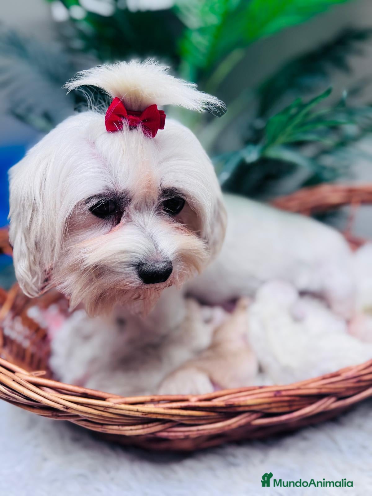 Maltipoo perros MALTIPOO - Anuncio 2