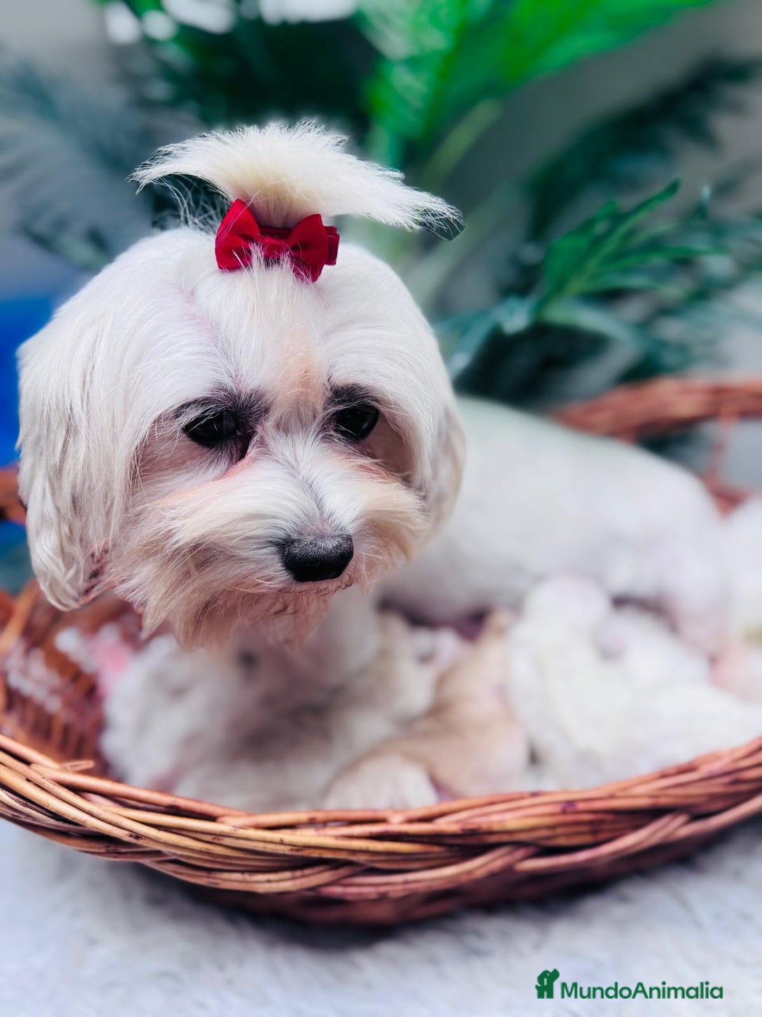 Maltipoo perros en venta: MALTIPOO - Anuncio 1
