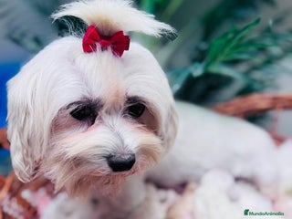 Maltipoo perros MALTIPOO - Anuncio 1
