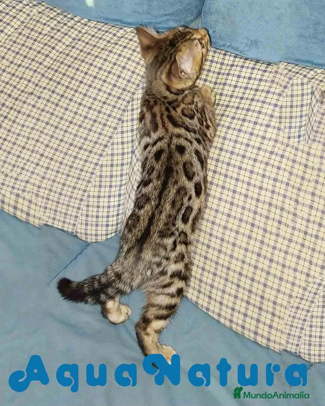 Bengalí gatos en venta: Gatitos BENGALI - AQUANATURA en Barcelona - Anuncio 9