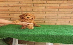 Caniche Toy perros en venta: Caniche miniatura  - Imagen 4
