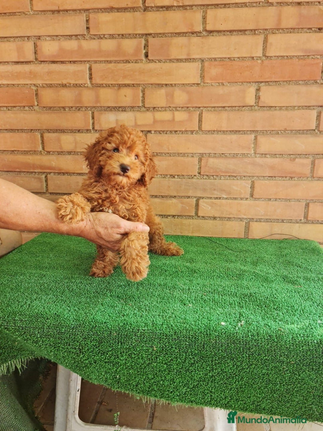 Caniche Toy perros en venta: Caniche miniatura  - Imagen 4