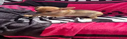 Chihuahua perros en venta: Chihuahua toy macho y hembra  en Barcelona - Anuncio 2