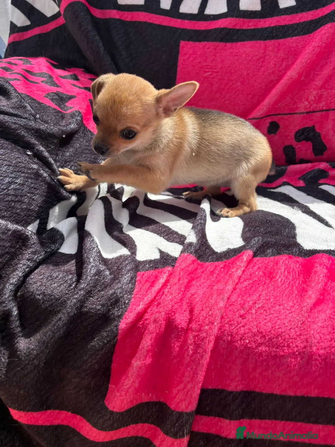 Chihuahua perros en venta: Chihuahua toy macho y hembra  en Barcelona - Anuncio 2