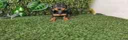 Teckel Miniatura perros en venta: TECKEL MINIATURA  - Anuncio 1