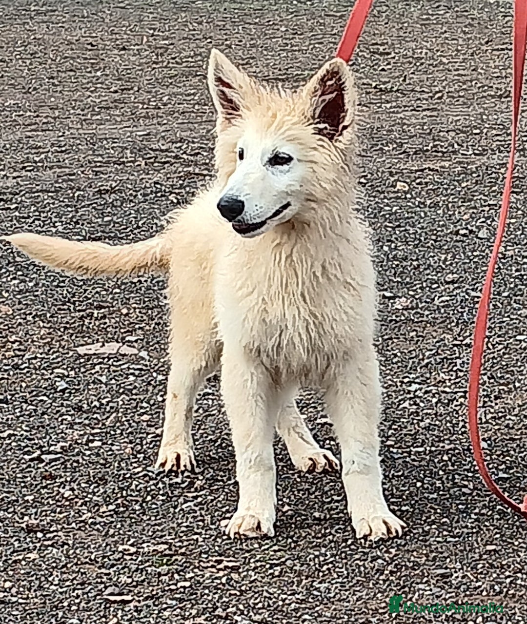 Pastor Blanco Suizo perros en venta: Pastor Blanco Suizo macho - Anuncio 1