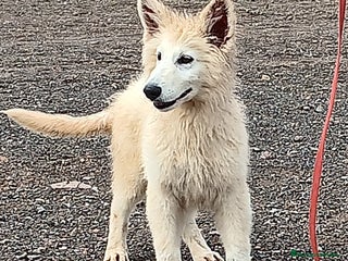 Pastor Blanco Suizo perros Pastor Blanco Suizo macho - Anuncio 1