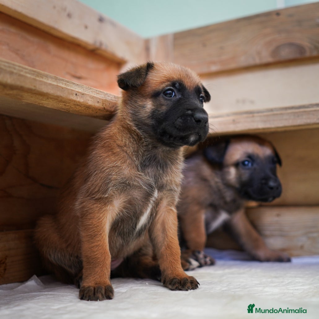 Pastor Belga Malinois perros Disponible preciosa hembra Pastor Belga Malinois - Anuncio 2