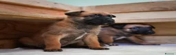Pastor Belga Malinois perros en venta: Disponible preciosa hembra Pastor Belga Malinois - Anuncio 1